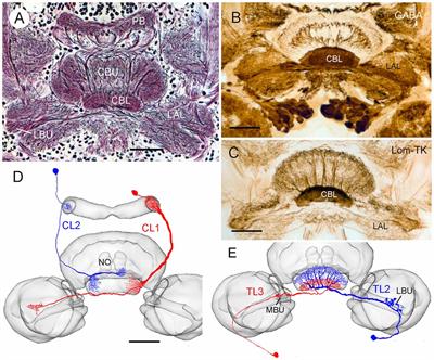 Ultrastructure of GABA- and Tachykinin-Immunoreactive Neurons in the Lower Division of the Central Body of the Desert Locust